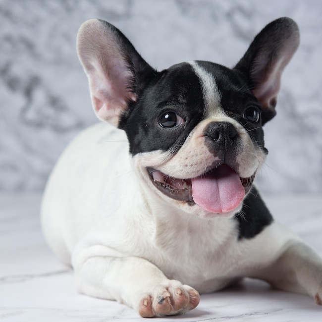 La importancia de socializar a tu animal rescatado