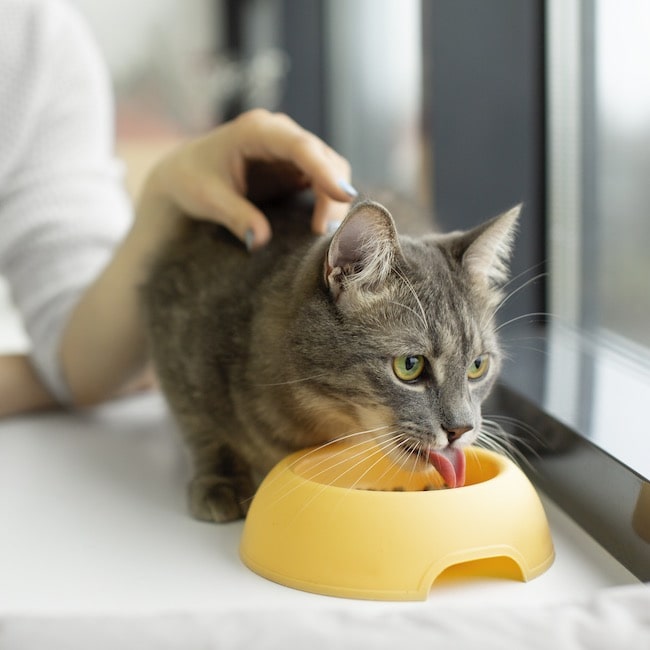 Qué esperar durante el proceso de adopción