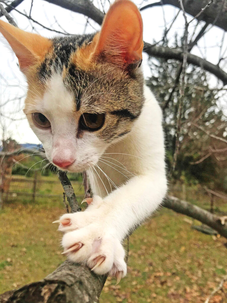 Más allá de perros y gatos