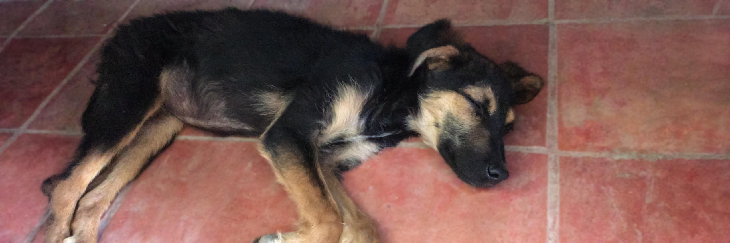 Perro de pelaje negro y café descansando sobre un piso de baldosas.