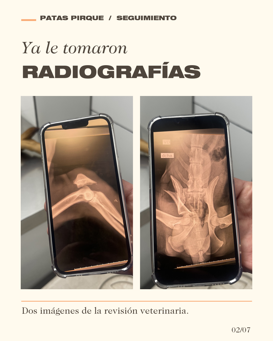 Dos radiografías tomadas durante la revisión veterinaria de Damián.